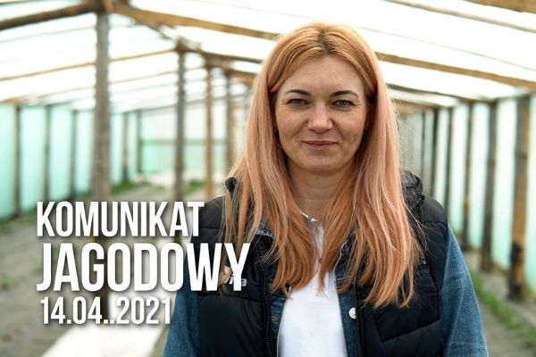 Komunikat jagodowy 14.04.2021 / szara pleśń w truskawce, odżywienie plantacji